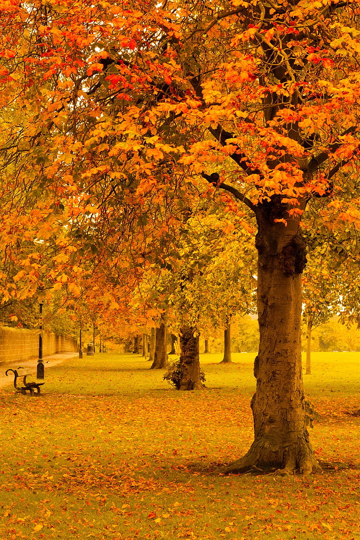 autunno, caduta, fogliame, d'oro, foglia, foglie, natura