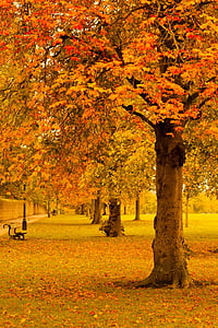 jesen, jesen, lišće, Zlatni, list, lišće, priroda