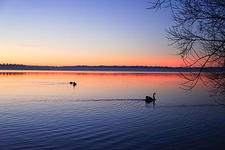 solnedgång, Swan, sjön, naturen, vatten, reflektion, Utomhus