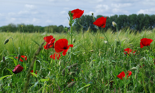 field poppy, red poppy, papaver rhoeas, flower, field, countryside, wildflower