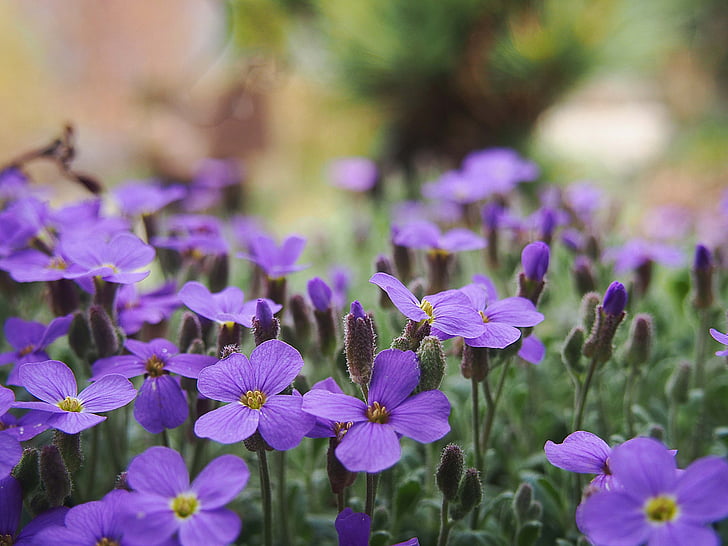 garden, spring, nature, plant, flowers, violet, purple flower