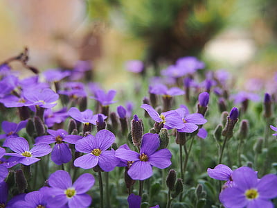 Tuin, lente, natuur, plant, bloemen, Violet, paarse bloem