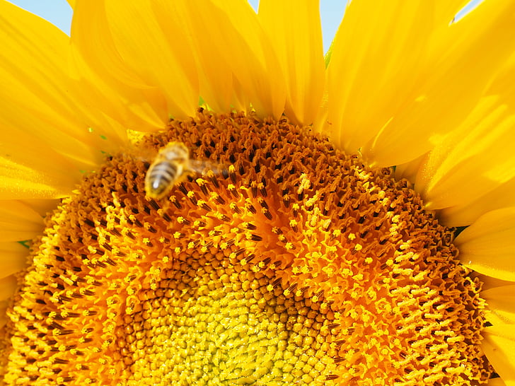 včela, přístup, přistání, přistávací dráhou, Sun flower, květ, Bloom