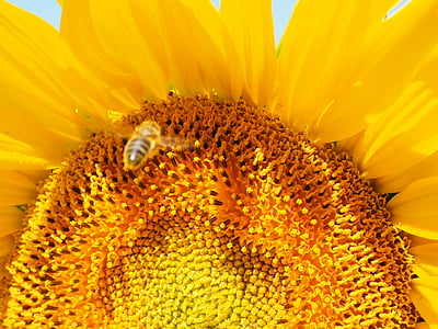 pčela, pristup, slijetanje, odredišnoj pristupa, Sunce cvijet, cvijet, cvatu