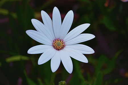 flor, Margarida, pètals, blanc, natura, jardí, flors blanques