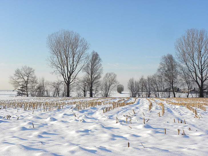 snow meadow, wintry, cornfield, winter