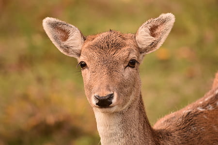 roe deer, fallow deer, damtier, spotted, watch, young deer, curious