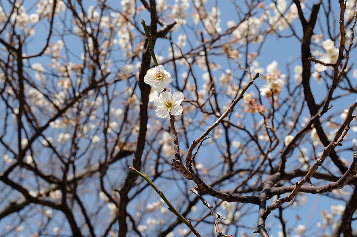 švestková, květ, Tokio, Bloom, květ