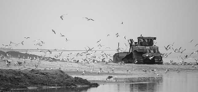 bulldozer, gulls, natural, heavy machinery, banner, black and white