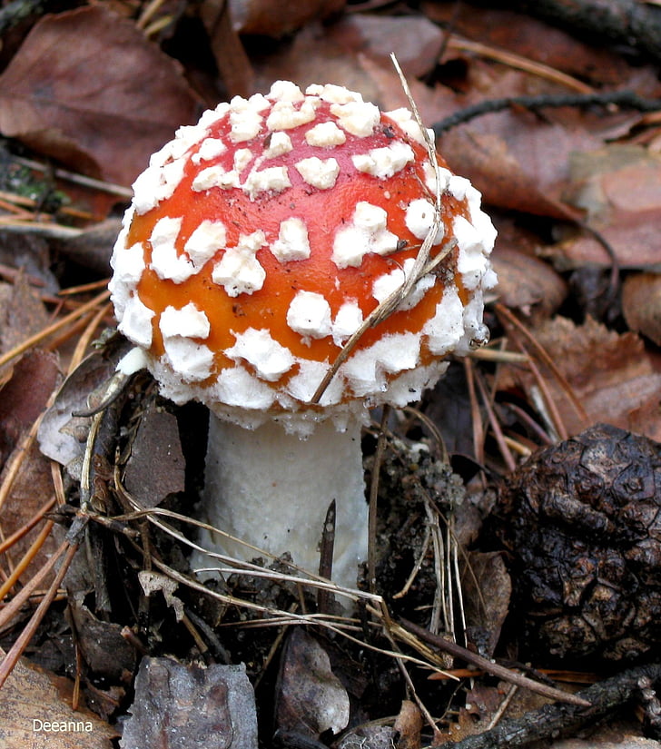 fly agaric red, amanita, forest, red