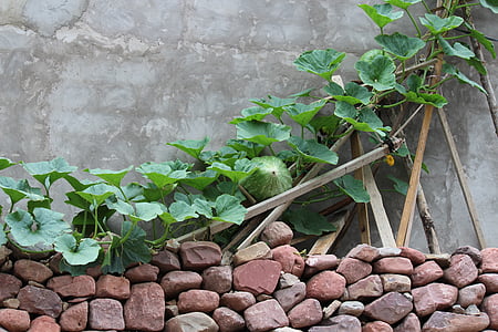 green vine, melon, fence, the yard, in rural areas, wall - Building Feature, nature