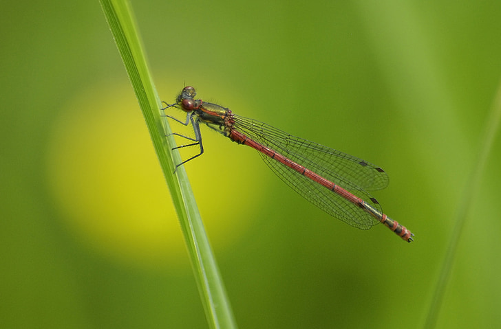 Dragonfly, eng, insekt, Lukk, Flight insekt