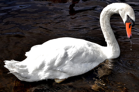 swan, river, bird, nature, water, white, feather