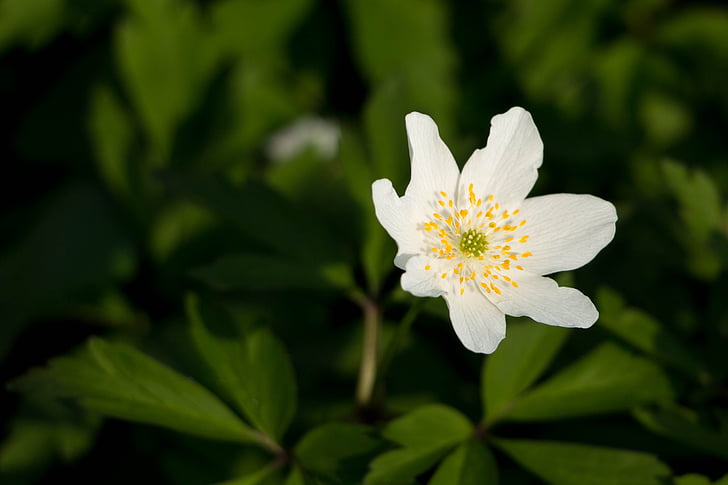 madeira anemone, Branco, Primavera, flor, flor, macro, flor