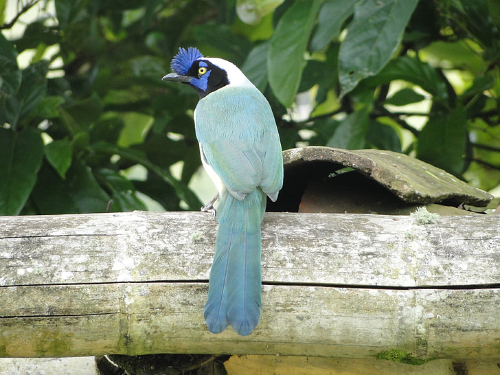 vtáky, modrá, kolumbijská