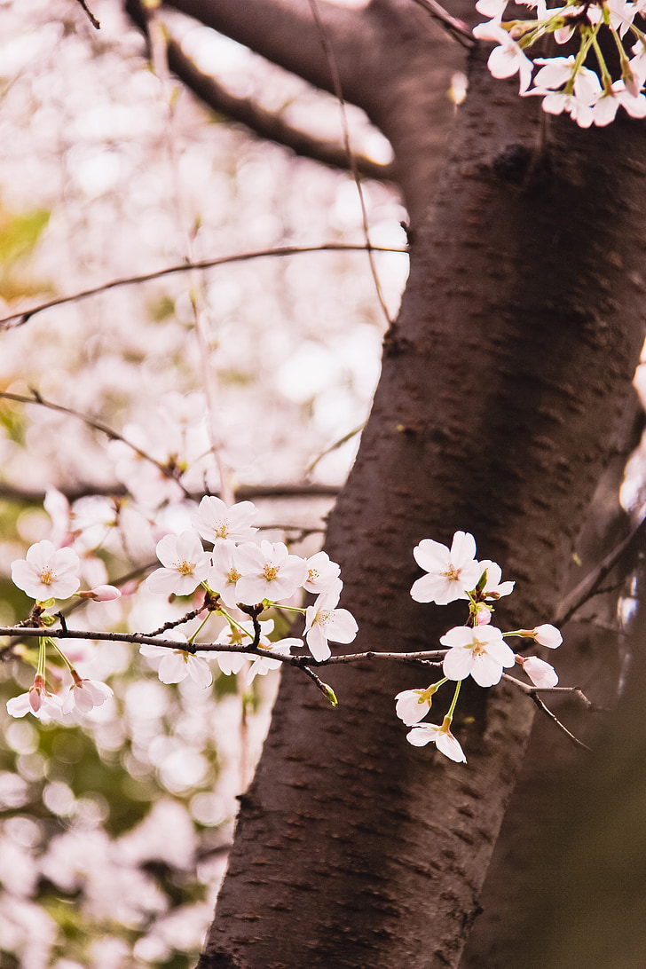 flowers, spring, branch, pink, tree, nature, springtime