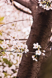цветя, Пролет, клон, розово, дърво, природата, Пролет