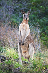natureza, Austrália, vida selvagem, canguru
