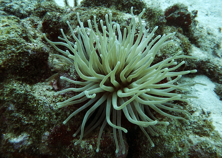 anemone, sea life, scuba diving, white, ocean, underwater, sea