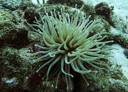 anemon çiçeği, Deniz hayat, tüplü dalış, Beyaz, okyanus, Sualtı, Deniz