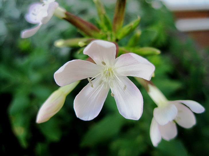 цветя, бяло, малки, деликатен, Хубава, чист, Градина