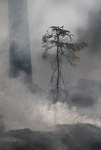 forest fire, conservation, burning for conservation, fire, burning, smoke, sweden