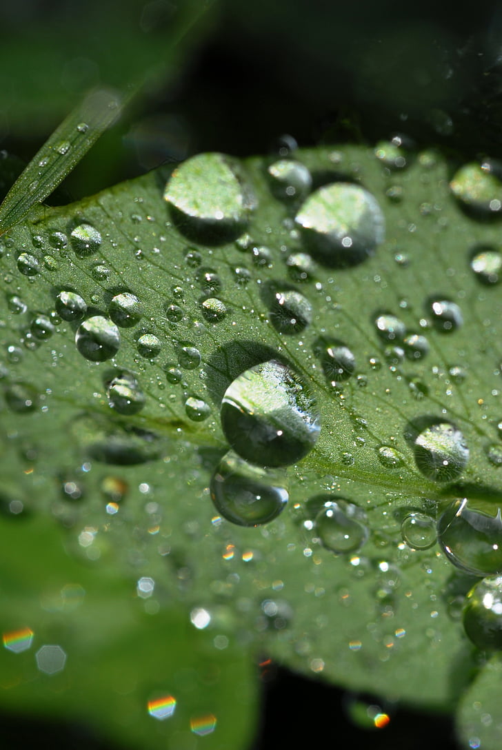plant, beads, foliage, green, drop, nature, wet