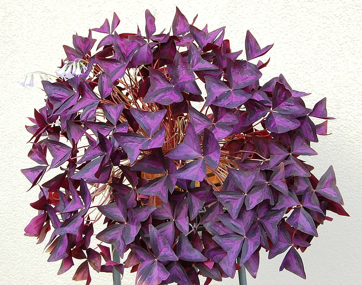 pizdobol triangular, clover, plant, purple, leaf, nature
