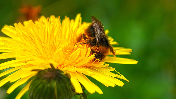 abeja, primavera, polen, flor amarilla