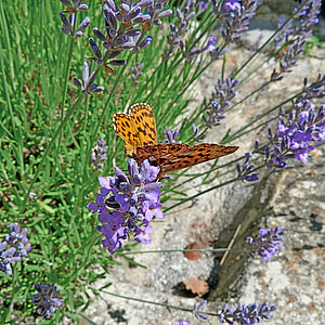 farfalla, insetti, Aglae, madre di perla grand, natura, macro, fiori