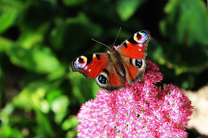 Peacock bướm, bướm, côn trùng, Peacock, đóng, đầy màu sắc, edelfalter