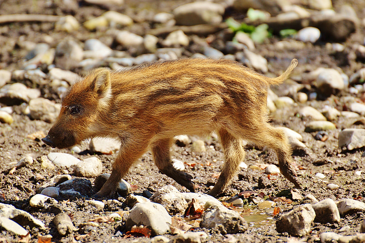 babi liar, Launchy, Karlsruhe poing, hewan muda, Piglet, babi, kecil