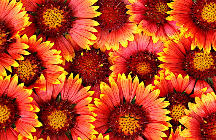 latar belakang, bunga, cerah, Chamomile, Banyak, pola, merah