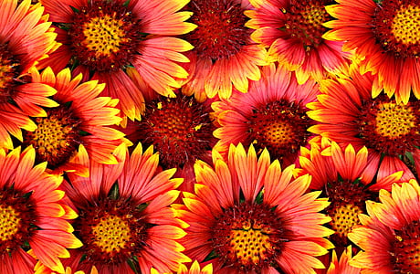 plano de fundo, flores, brilhante, camomila, Muito, padrão, vermelho