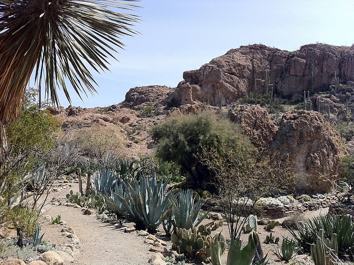 Cactus, Desert, Arizona, catcus, peisaj, în aer liber, Vest