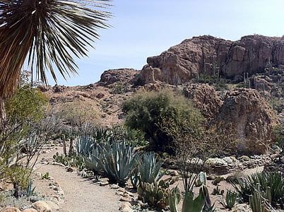 Cactus, öken, Arizona, catcus, landskap, Utomhus, västra