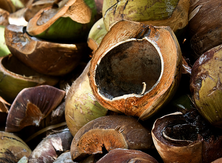 kokosrieksts, kokosriekstu skořábky, kokosrieksti, Filipīnas, tropos