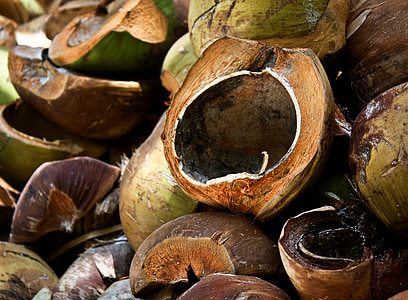 kokosowy, skořábky kokosowe, Orzechy kokosowe, Filipiny, tropiki