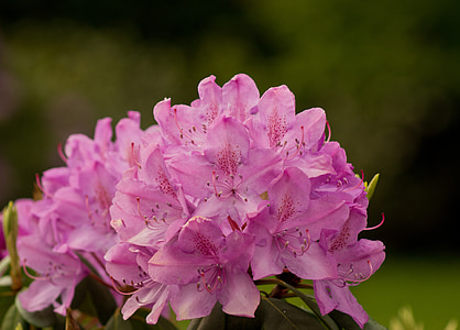 rhododendron, rhododendron cosima, heather green, flowers, spring, pink, purple