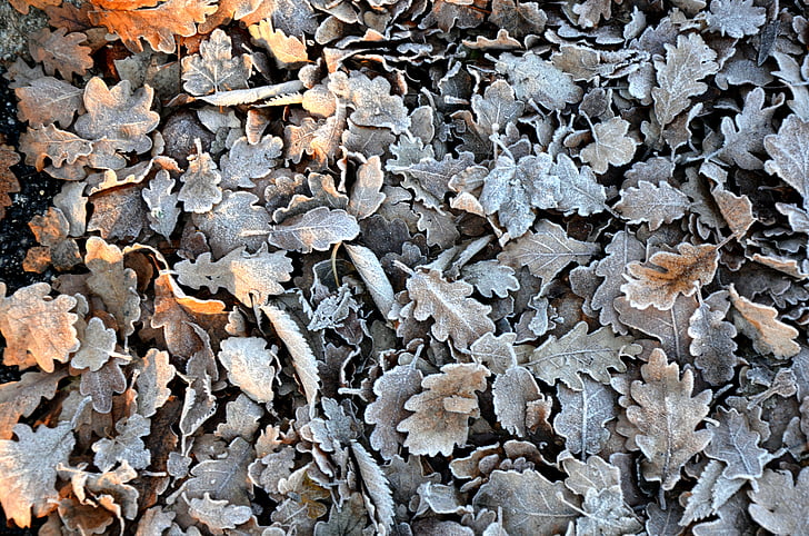 foglie, inverno, freddo, foglie di autunno, foglio giallo, fogliame, gelo