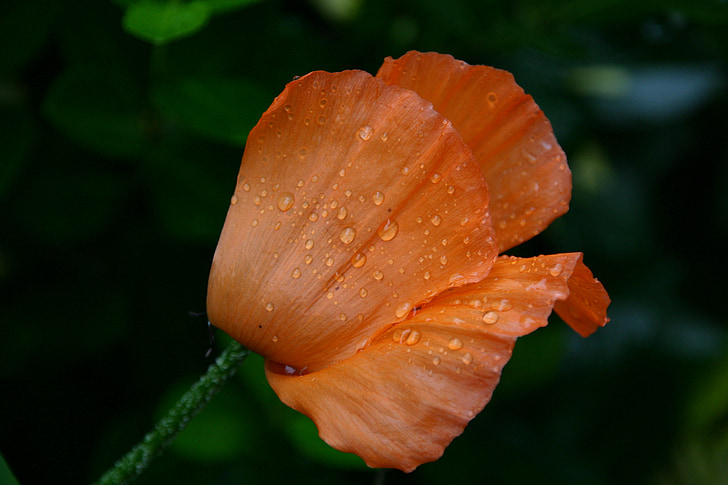 leaf, fold, orange, floral, love, support, nature