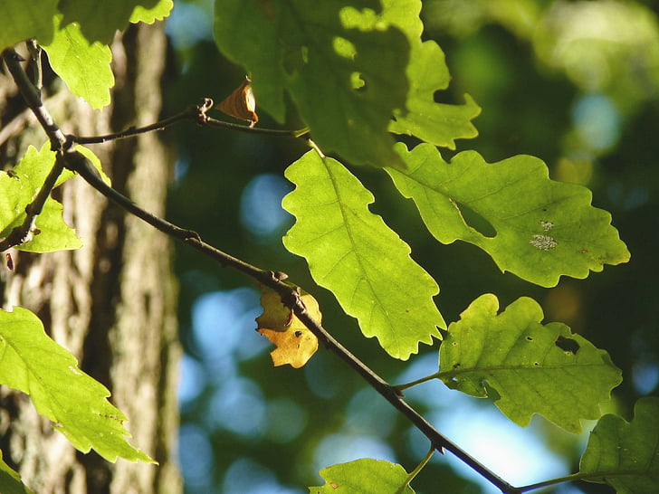 Есен, дъб, дърво, гора, възникват, дъбови листа, листа