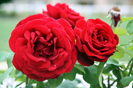 Hoa hồng, Rosaceae, Hoa, màu đỏ, nở hoa, Yêu, kết hôn