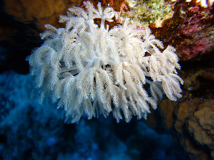 pod vodou, potápění, Coral, tvor, Já?, voda, podvodní svět
