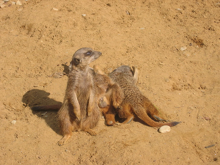 Meerkat, Zoo, animaux, sable, désert