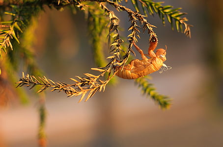 cicada, molting, nature