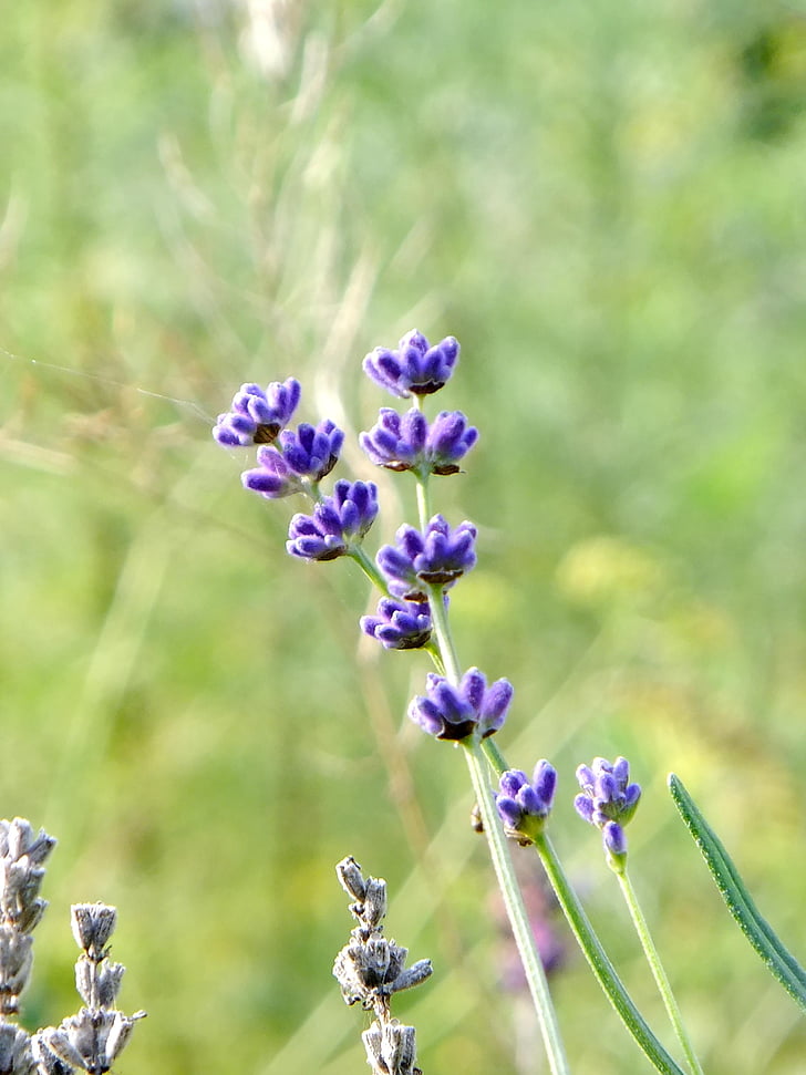 lavender, flower, purple, plant, natural