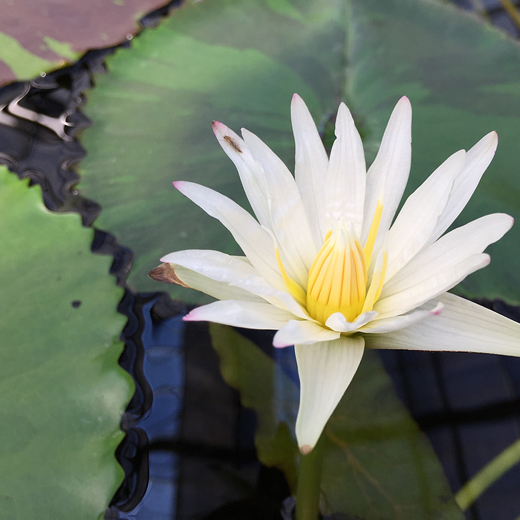 Lotus, torus, kvety, biele kvety, rybník, rastlín, prírodné