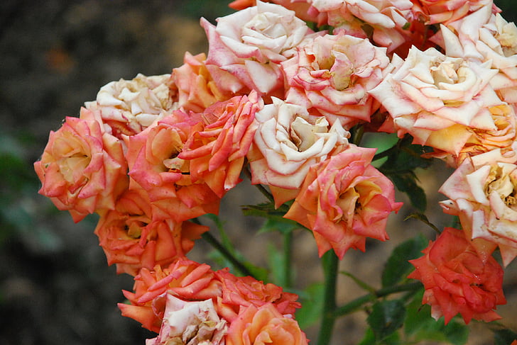 rose, orange, bloom
