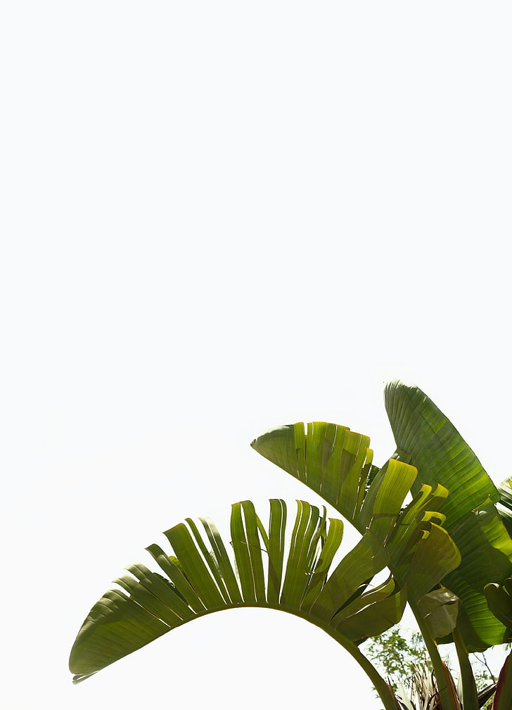 Palma, planta, verd, Mediterrània, fulles de Palma, Palmera, fulla